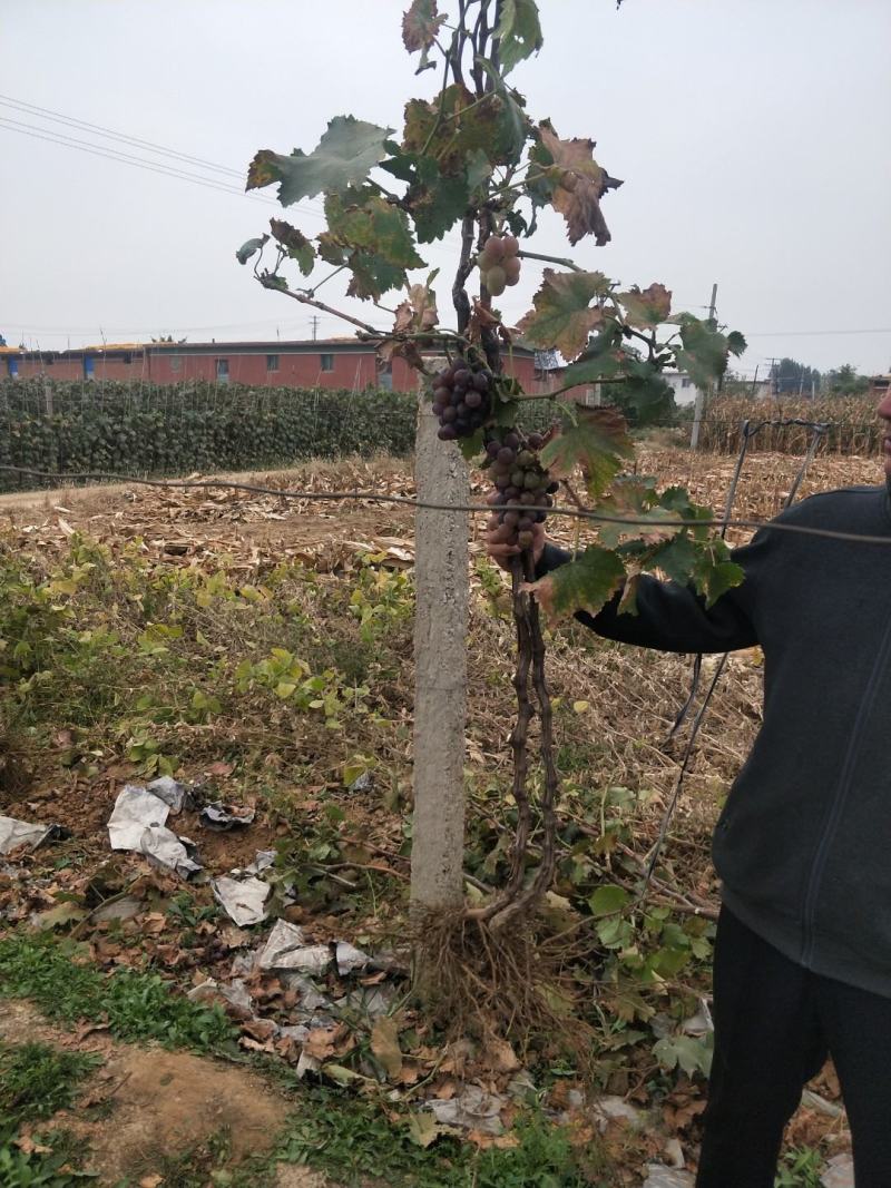 河北葡萄苗巨峰葡萄苗高条苗一米以上质量保证纯度保证