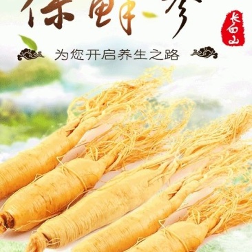 长白山保鲜参各种规格7克到500克都有支持一件代发