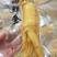 长白山保鲜参各种规格7克到500克都有支持一件代发