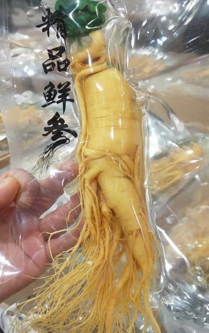 长白山保鲜参各种规格7克到500克都有支持一件代发