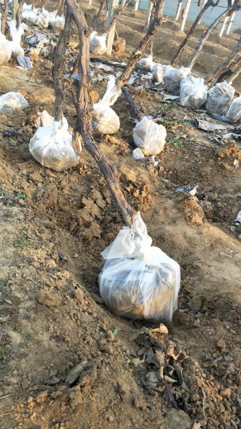 河北葡萄苗巨峰葡萄苗高条苗一米以上质量保证纯度保证