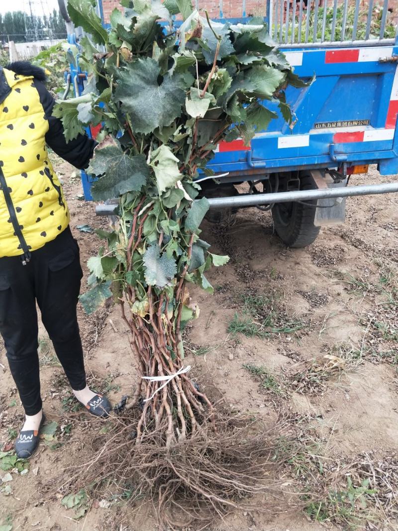 河北葡萄苗巨峰葡萄苗高条苗一米以上质量保证纯度保证