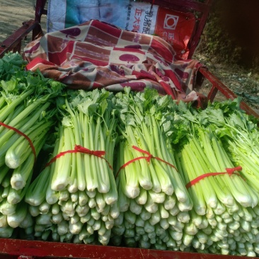 我们经营芹菜大量上市