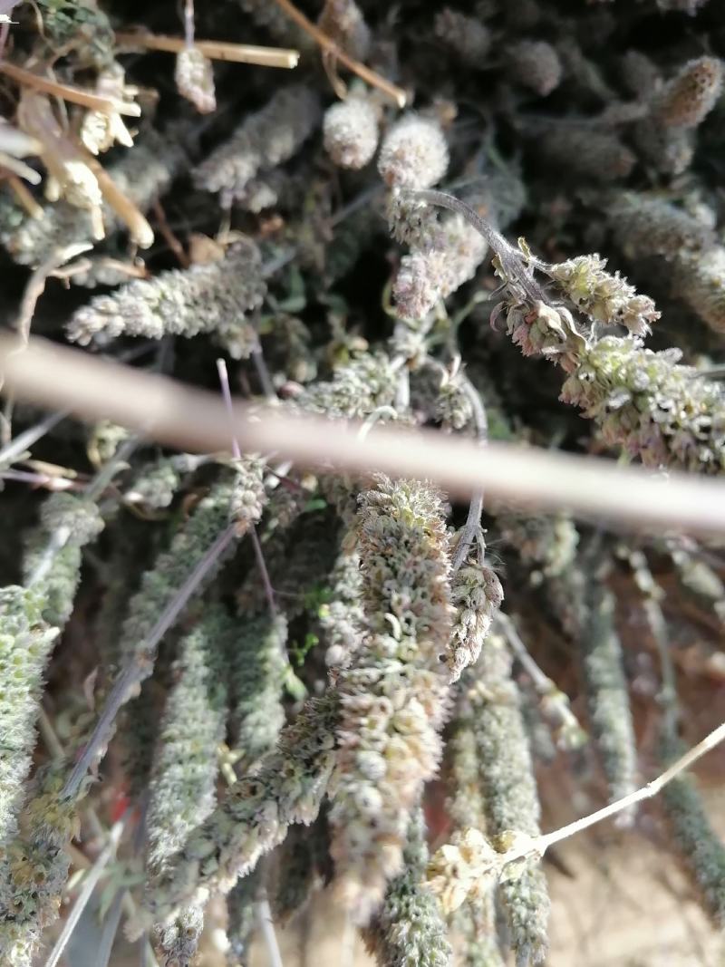 全荆芥，，打包全新货......