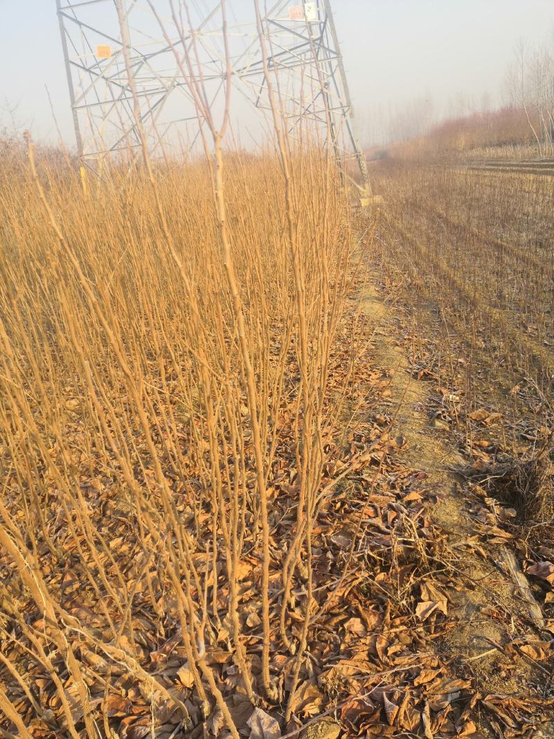 甜柿子树苗价格，阳丰柿子树苗，富有柿子苗，次郎，新秋柿