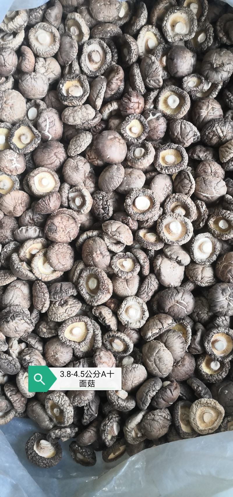 干香菇纯面菇：河南春栽分级成品烤菇批发价包邮。