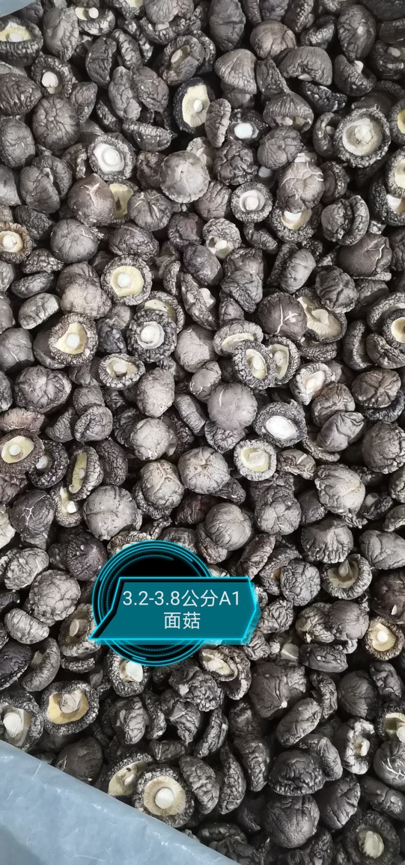 干香菇纯面菇：河南春栽分级成品烤菇批发价包邮。