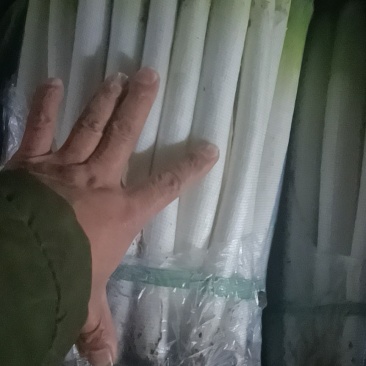 大葱质量好，价格合理，一次合作终生朋友