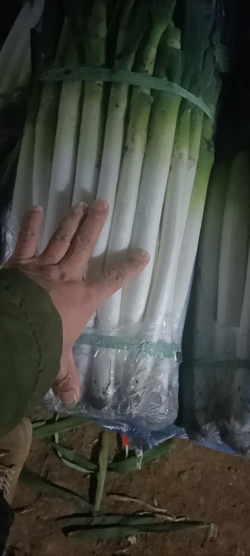 大葱质量好，价格合理，一次合作终生朋友