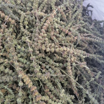 荆芥穗，，，，，，，，