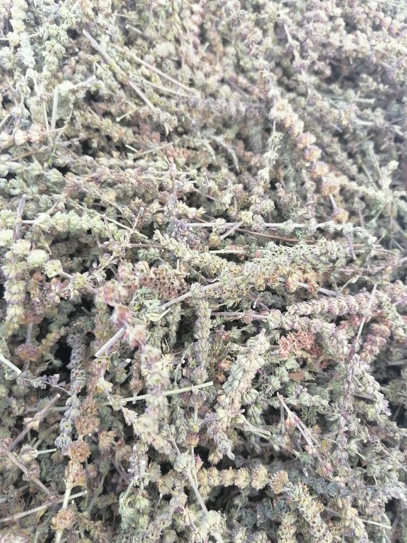 荆芥穗，，，，，，，，