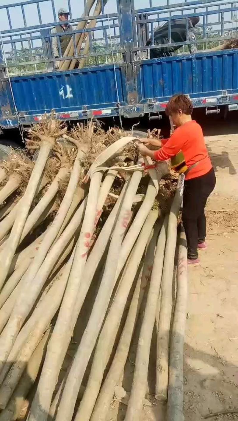 精品金叶榆，供应各种绿化树货量充足，质量保证，欢迎采购。