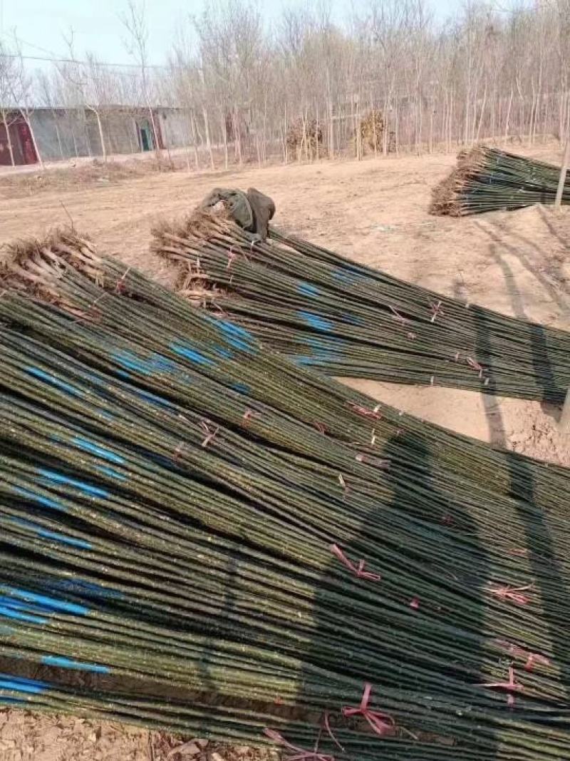 精品金叶榆，供应各种绿化树货量充足，质量保证，欢迎采购。
