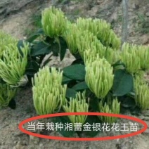 湘蕾金银花5号花王嫁接苗，高产金银花苗，扦插苗营养杯苗