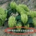 湘蕾金银花5号花王嫁接苗，高产金银花苗，扦插苗营养杯苗