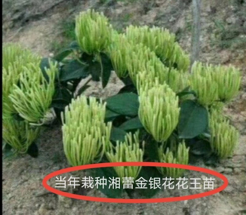 湘蕾金银花5号花王嫁接苗，高产金银花苗，扦插苗营养杯苗