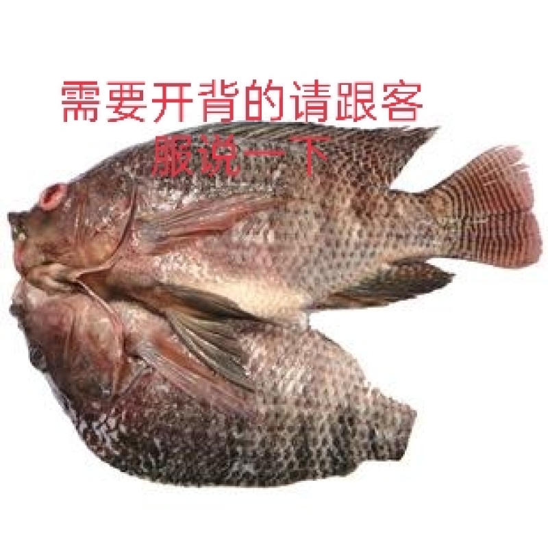 去鳞去内脏去腮/罗非鱼/烧烤火锅店特色食材/原汁原味