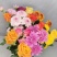 小雏菊混搭花束团购爆品家庭插花真花鲜花引流产品