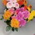 小雏菊混搭花束团购爆品家庭插花真花鲜花引流产品