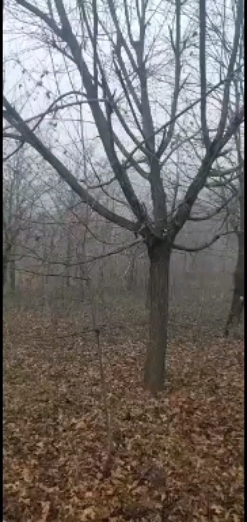 绿化苗木合欢，大量有货，各种规格齐全，欢迎各地客商来电