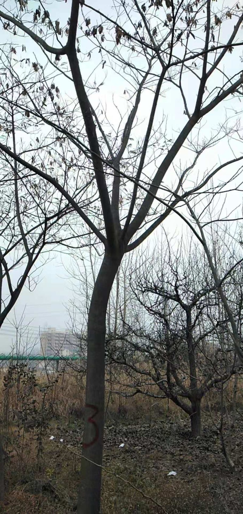 绿化苗木合欢，大量有货，各种规格齐全，欢迎各地客商来电