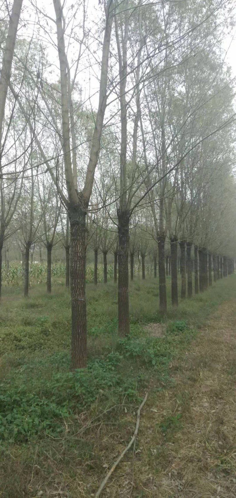 绿化苗木合欢，大量有货，各种规格齐全，欢迎各地客商来电