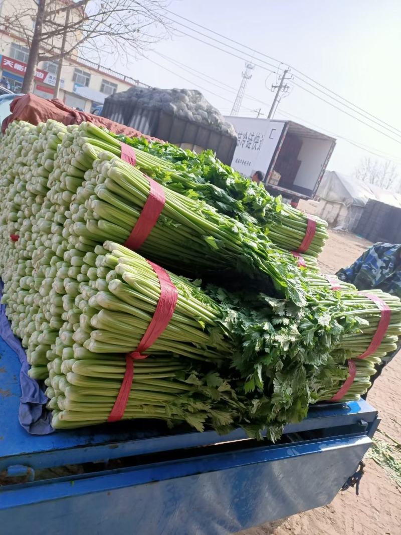 玻璃翠西芹~玻璃翠芹菜，精品大棚西芹~大量上市