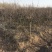海棠树规格齐全基地直销提供发票全部现挖现卖