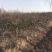 海棠树规格齐全基地直销提供发票全部现挖现卖