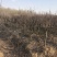 海棠树规格齐全基地直销提供发票全部现挖现卖
