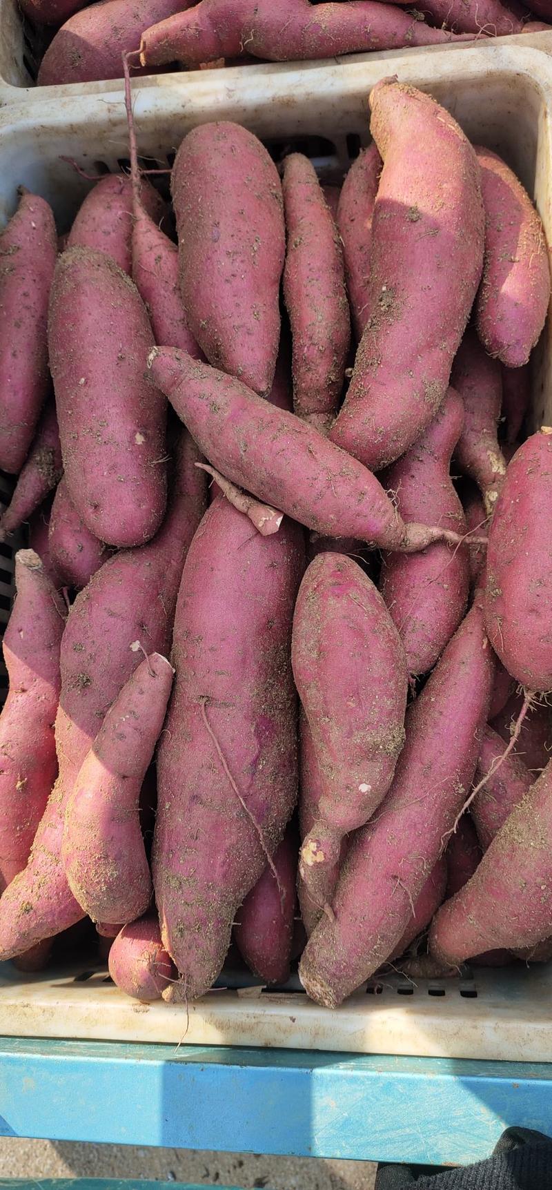 西瓜红红薯丘陵沙地种植，地窖糖化储存价格便宜来电更优惠