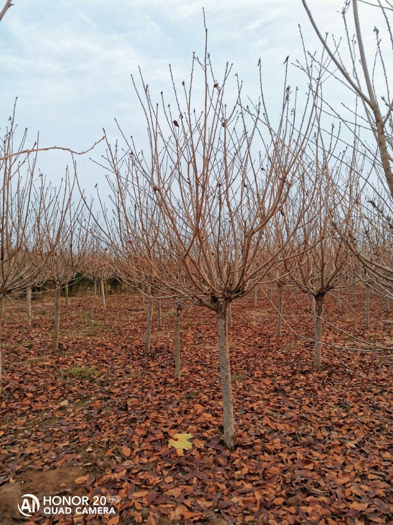 樱花3~12公分分枝点90~1.2米精品