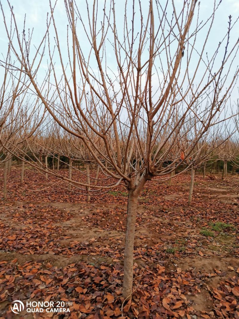 樱花3~12公分分枝点90~1.2米精品
