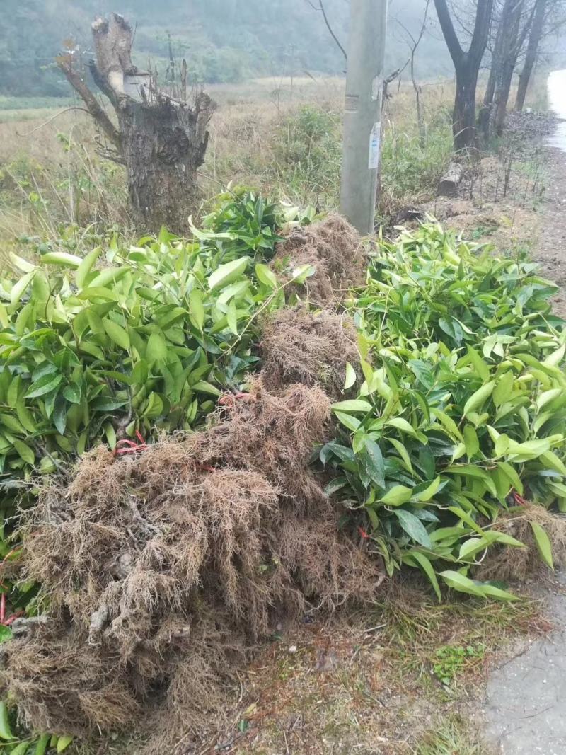 布福娜黑老虎苗布福娜挂果苗黑老虎挂果苗营养杯苗