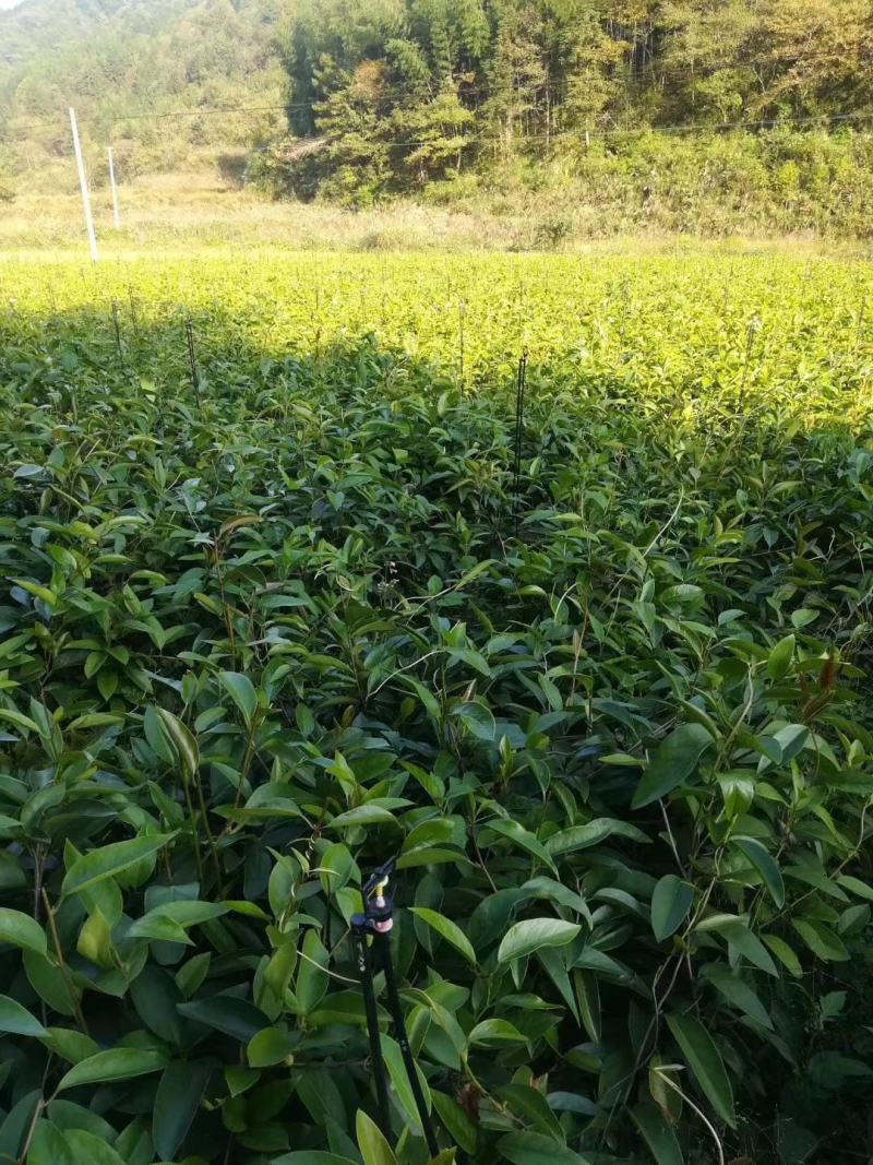 布福娜黑老虎苗布福娜挂果苗黑老虎挂果苗营养杯苗