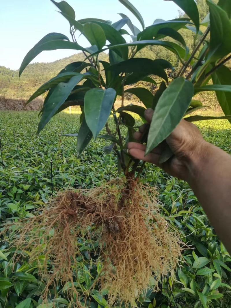 布福娜黑老虎苗布福娜挂果苗黑老虎挂果苗营养杯苗