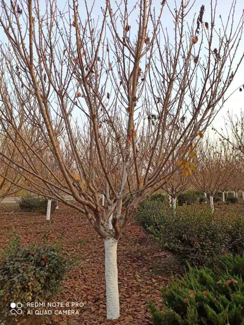 樱花3~12公分分枝点90~1.2米精品