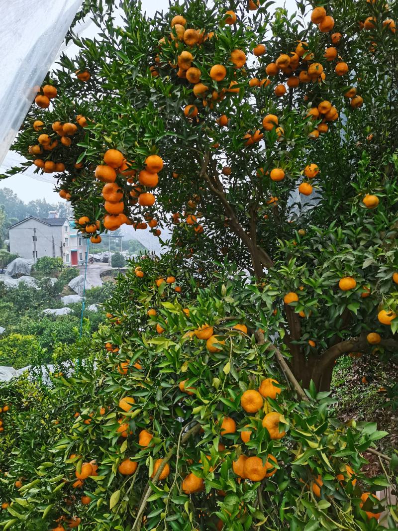 碰柑清江碰柑晚芦大量供应产地源头直供新鲜采摘装
