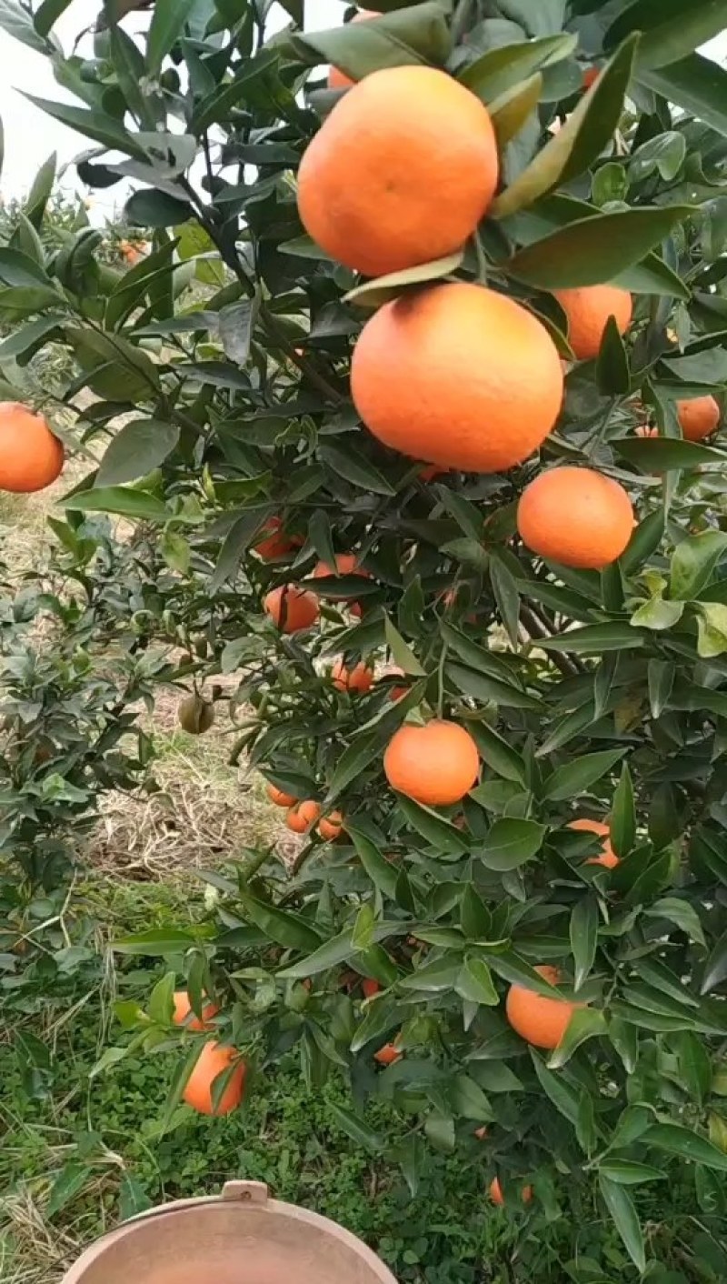 美国糖桔嫁接苗，基地直销.现挖现发.全程提供种植技术