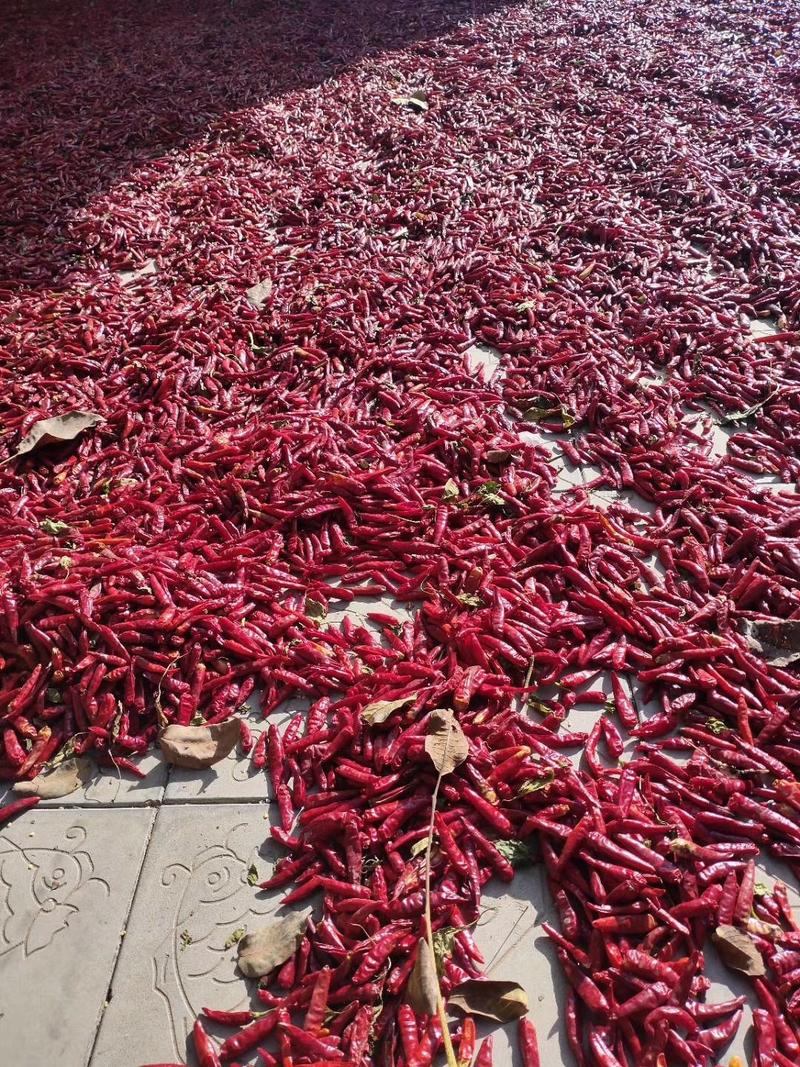 朝天椒，大量供应，馆陶县众康果品市场