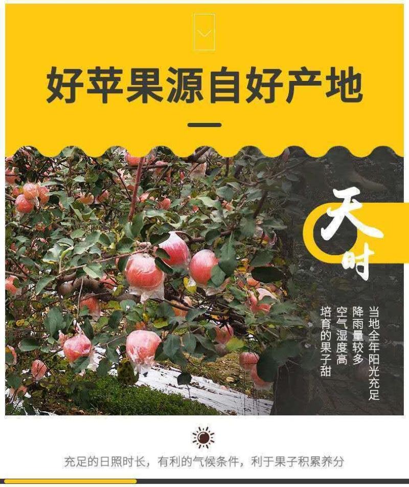 脆甜红富士苹果10斤装应季孕妇新鲜水果冰糖心丑苹果整箱