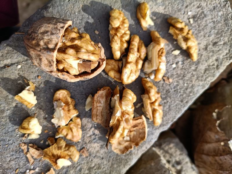 高山干核桃，皮薄仁香，欢迎订购
