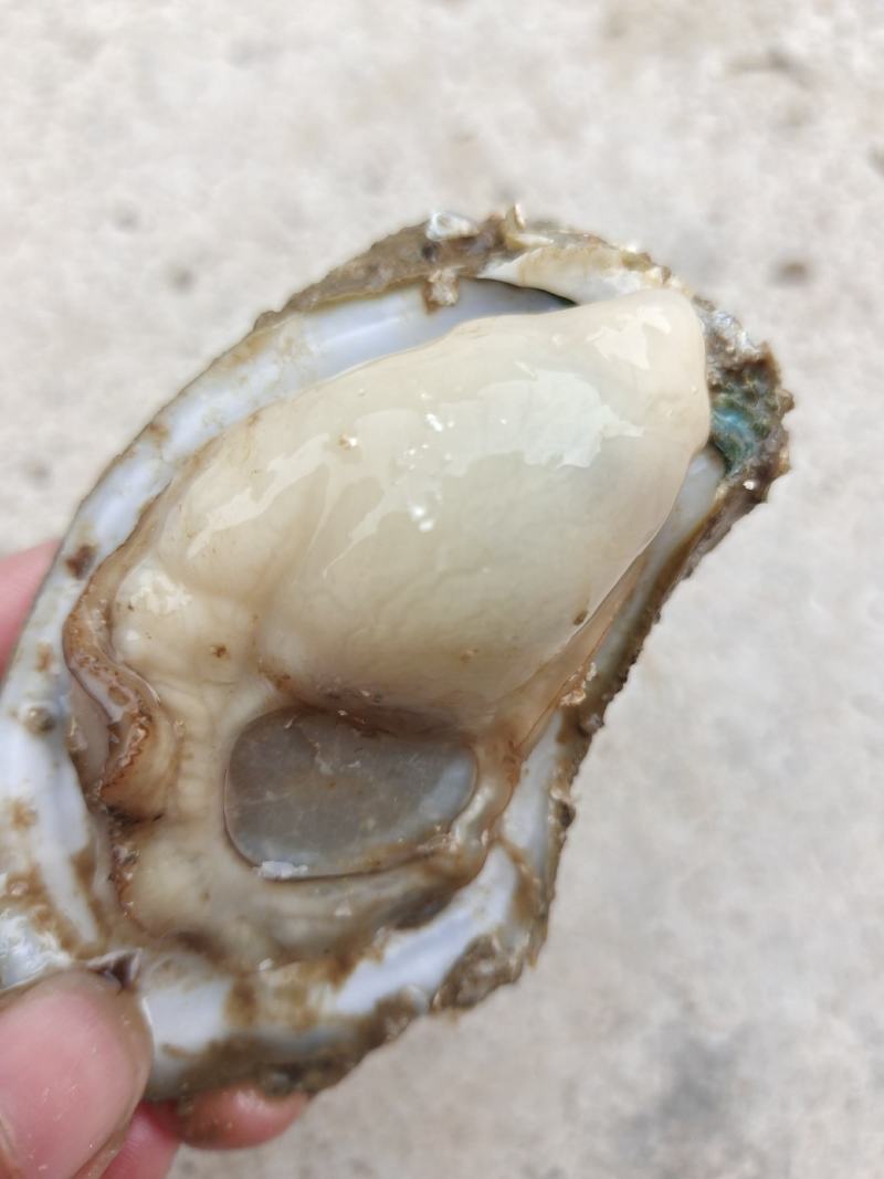 自产自销生蚝，欢迎批发与零售