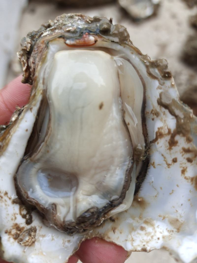 自产自销湛江生蚝，欢迎零售与批发