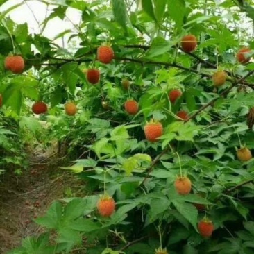 休闲采摘树莓覆盆子苗掌叶覆盆子苗挂果苗牛奶母苗