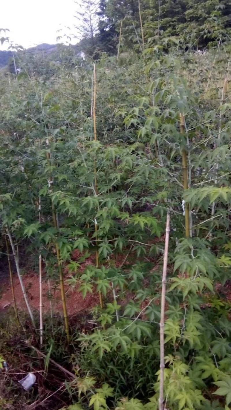休闲采摘树莓覆盆子苗掌叶覆盆子苗挂果苗牛奶母苗