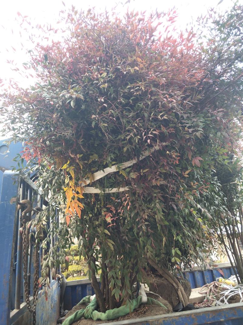 南天竹；自家种植、产地直销，价格合理，质量有保证……
