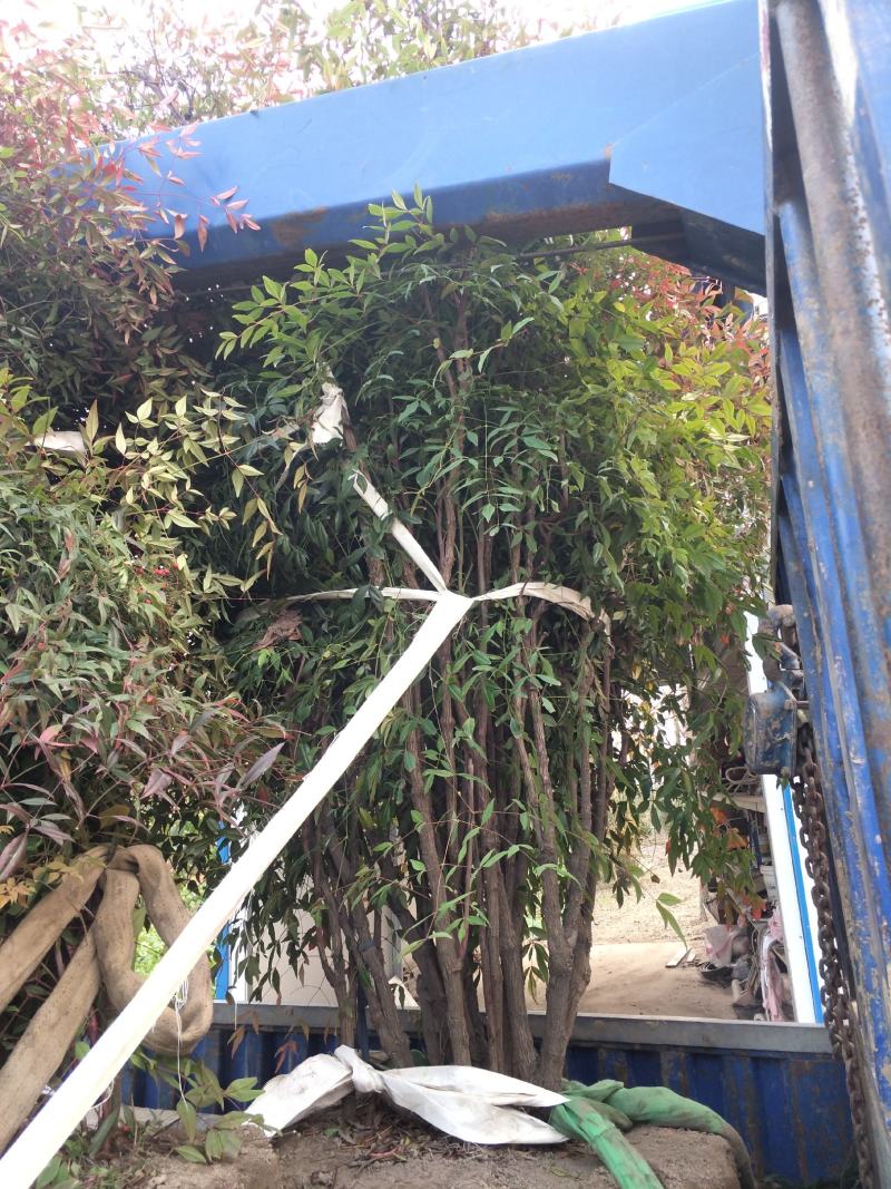 南天竹；自家种植、产地直销，价格合理，质量有保证……