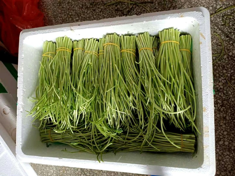 青芦蒿黎蒿，芦蒿，产地大量直发，物美价廉