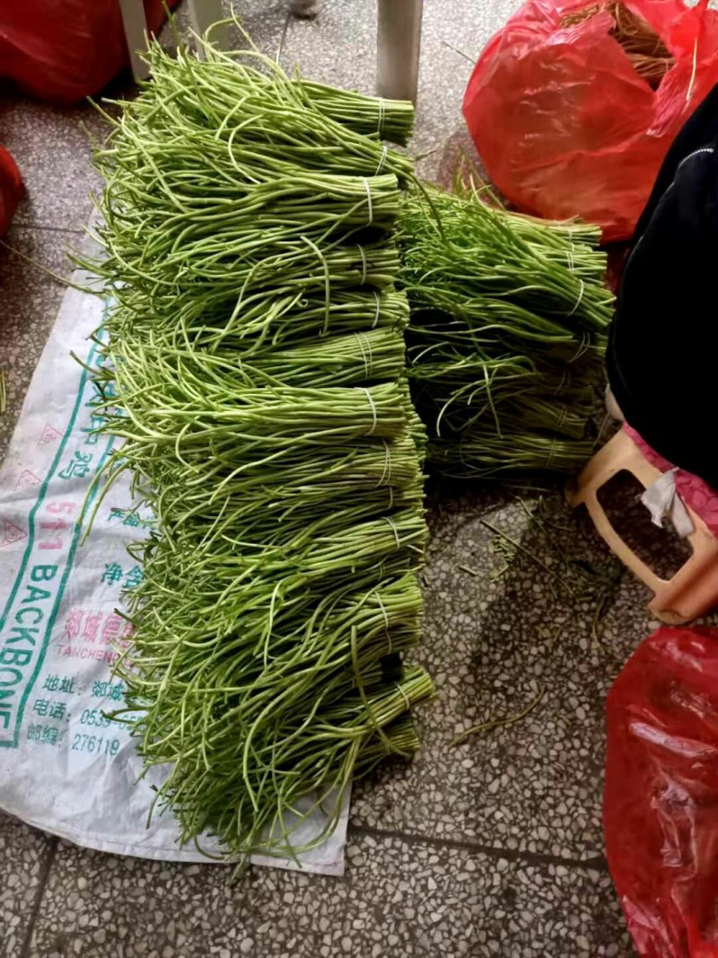 青芦蒿黎蒿，芦蒿，产地大量直发，物美价廉